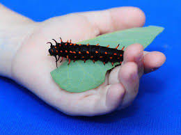 Black And Red Caterpillar Identification Black Caterpillars An Identification Guide To Common Species Black Caterpillar Caterpillar Swallowtail