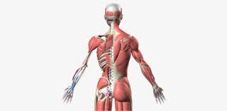 Zoe samuel 6 min quiz sewing is one of those skills that is deemed to be very. A Muscle Anatomy Trivia Quiz Proprofs Quiz