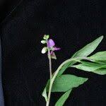 Image result for Polygala persicariifolia