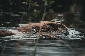 Image result for Artabotrys collinus