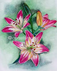 Pencil Color Drawing Flower Color Pencil Drawing Ideas Colored pencils there are three types of colored pencils: