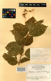 Image result for Clerodendrum capitatum