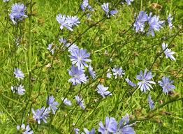 Image result for Cichorium