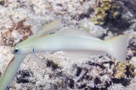 Image result for Pteris microlepis