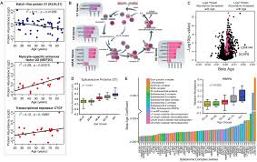 Identify the main muscles of the body, using the accompanying diagram; Discovery Proteomics In Aging Human Skeletal Muscle Finds Change In Spliceosome Immunity Proteostasis And Mitochondria Elife