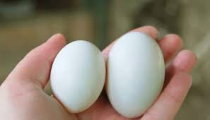 How To Care For A Pigeon Egg Pigeonpedia