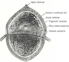 Image result for Bladder Anatomy