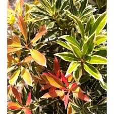 Image result for Pieris