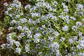 Image result for Haumaniastrum