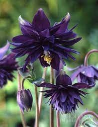 'black barlow' is a cultivar of the barlow series, which is noted for being the first aquilegia vulgaris series with fully double, spurless flowers. Aquilegia Akelei Black Barlow 2 Stuck Gr I Plantenkontor De Tolle Knollen Direkt Vom Blumenzwiebelbauern