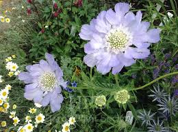 Image result for Scabiosa drakensbergensis