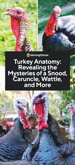 Turkey Anatomy Revealing The Mysteries Of Snood Caruncle Wattle And More Raising Turkeys Pet Turkey Snood