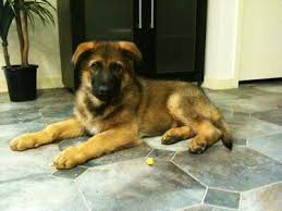 Check spelling or type a new query. Meet Red Sable Gsd Puppy Titan