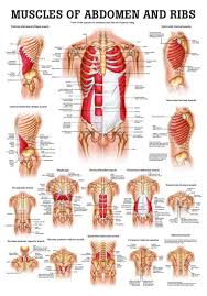 muscles of the abdomen and ribs laminated anatomy chart