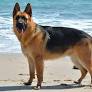 german shepherd from en.wikipedia.org