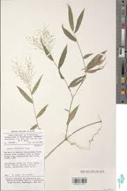 Image result for Isachne buettneri