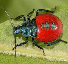Graphosoma lineatum beautiful red stink bug with black lines, very common on different plants during spring and summer. Florida Predatory Stink Bug Euthyrhynchus Floridanus Linnaeus