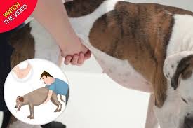 But with a dog, choking might look different. How To Perform The Life Saving Heimlich Manoeuvre On Your Choking Dog Mirror Online
