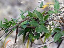 Image result for Galactia striata