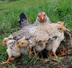 Ayam menetas, berapa lama telur ayam dapat menetas, gambar perkembangan embrio ayam, perkembangan anak ayam, usia telur ayam, tahapan penetasan telur ayam. Ote Anak Ayam Bertanya Pada Induk Nya Anak Ayam Facebook