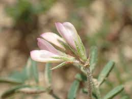 Image result for Cyphostemma spinosopilosum