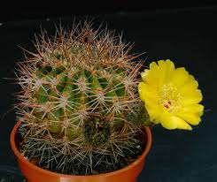 Acanthocalycium Thionanthum Suculentas Cactos Cactos E Suculentas