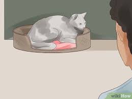 How To Know If Your Cat Is Dying 15 Steps With Pictures