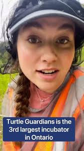 Turtle Guardians work to recover declining populations of turtles. One way  we do this is by targeting vulnerable areas for nests, and then excavating,  incubating and releasing hatchlings back to near ...