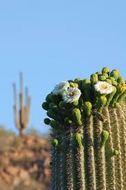 We did not find results for: Saguaro Cactus Flowers By Kencanning