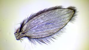 Image result for Psychotria cinerea