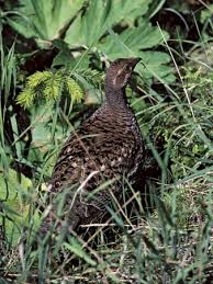 It was championed by mrs. Pennsylvania State Bird Kids Britannica Kids Homework Help