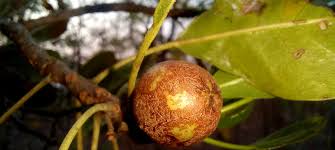 Image result for Boscia salicifolia