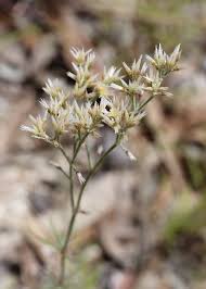 Image result for Polycarpaea corymbosa