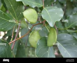 Image result for Guibourtia coleosperma