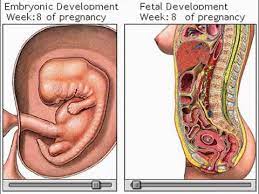 Jetzt werden die gesichtszüge immer deutlicher bei dem embryo. 8 Schwangerschaftswoche Ssw Liliput Lounge