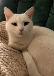 My sweet boy Spike is missing. He is an orange and white tabby, about 1.5  years old. White bib, white feet, and a white stripe down his nose. If you  see him,