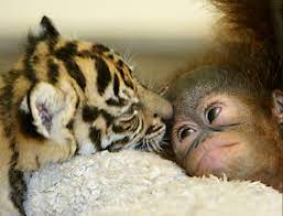 Pin By Julie Spreadbury On Animals Unlikely Animal Friends Animals Friends Cute Animals
