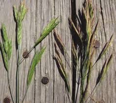 Image result for Leptochloa uniflora