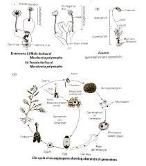 Jump to navigation jump to search. Draw Labelled Diagrams Of A Female And Male Thallus Of A Liverwort B Gametophyte And Sporophyte Of Funaria C Alternation Of Generation In Angiosperm Biology Q A Doubtnut