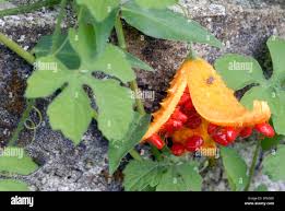 Image result for Momordica balsamina