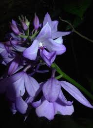 Image result for Calanthe sylvatica