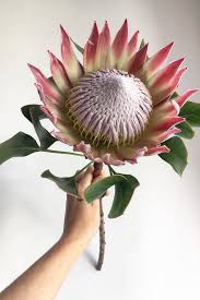 Protea Flower For A Boho Wedding In A Rural Barn In Sussex Pinterest Wedding Flowers Budget Wedding Flowers Bridal Bouquet Flowers