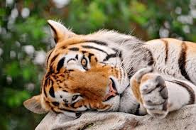 Bienvenue sur le site de quatre pattes en suisse, organisation de protection des animaux. 150 Pictures Of Tigers Sleeping Swimming With Cubs And More Tiger Pictures Animals Images Big Cats