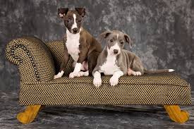 Find italian greyhound dogs and puppies from ohio breeders. Meet The Italian Greyhound