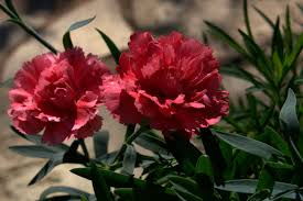 See more ideas about texas trees, trees to plant, plants. Transition Time For Flowers And Food Central Texas Gardener