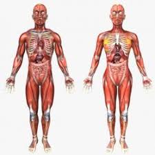 Find the perfect female body diagram stock illustrations from getty images. Human Male Anatomy Diagram 3d Models Stlfinder