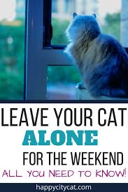 Leave Cat Alone For Weekend All You Need To Know Tips For Leaving Cats Home Alone How To Leave Your Cat Home Alone Cats Cat City Happy City