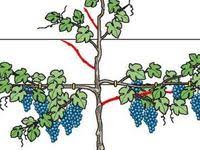 Weinanbau Im Garten Garten Anbau Wein