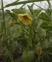 Image result for Physalis viscosa