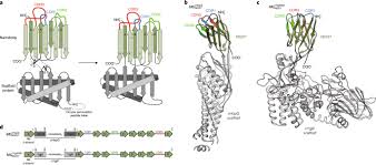 Hemoglobin is produced by genes that control the expression of the hemoglobin protein. Megabodies Expand The Nanobody Toolkit For Protein Structure Determination By Single Particle Cryo Em Nature Methods